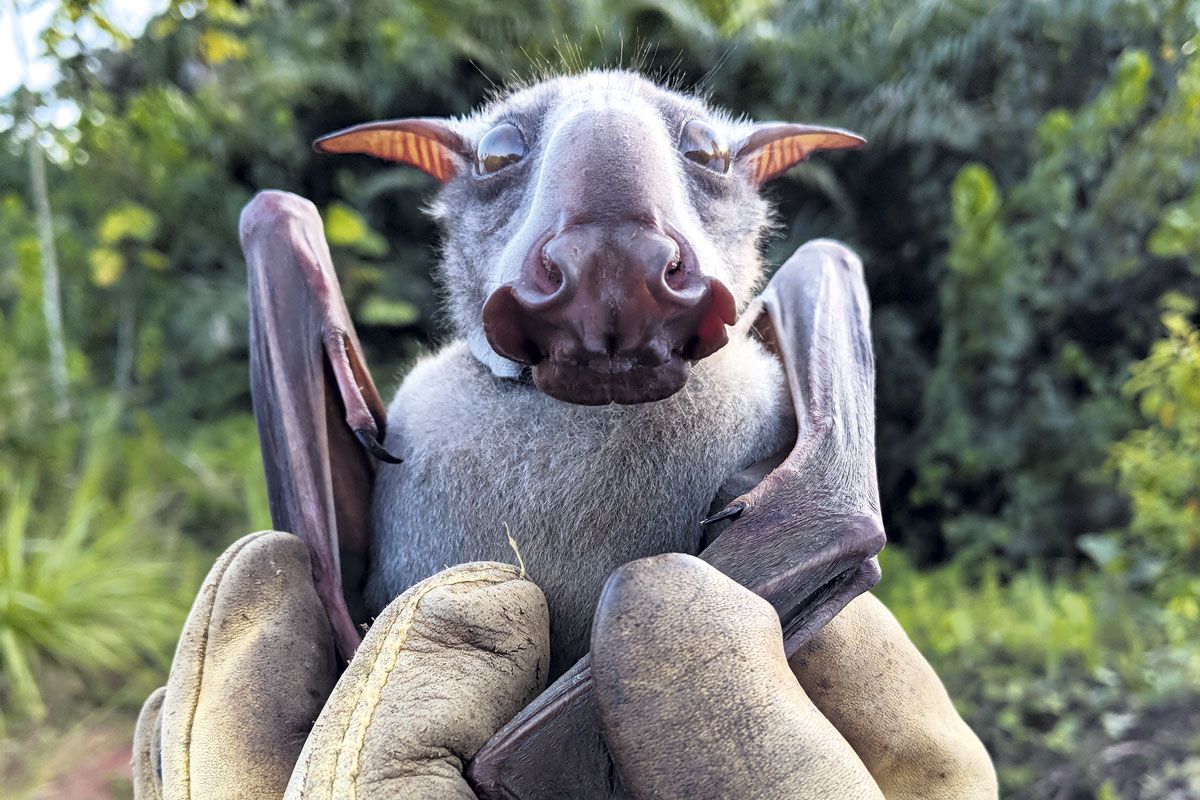 A lonesome hammer-headed fruit bat gazing into the camera